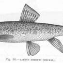 Barbus petenyi Heckel 1852 resmi