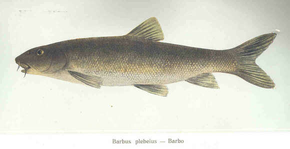 Image of barbs