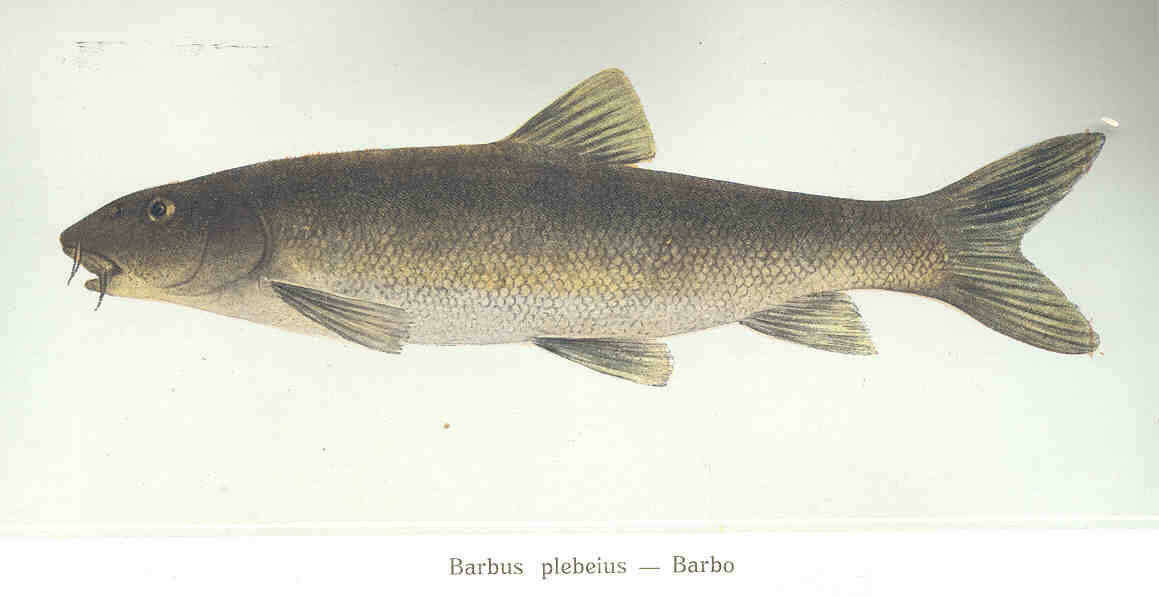 Image of barbs