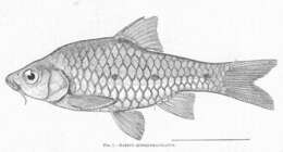 Image of Barb Fish