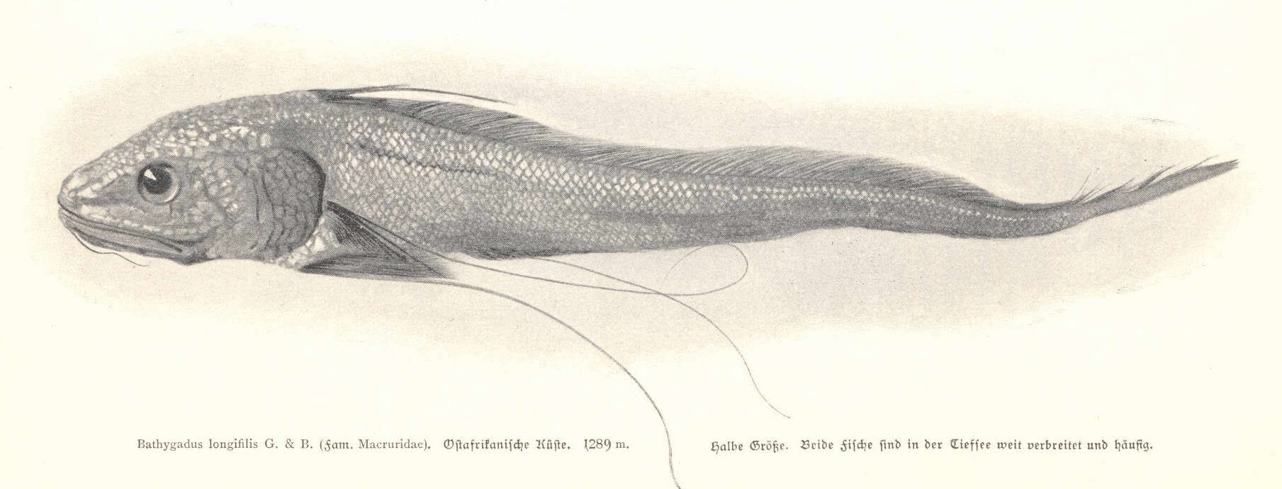 Image of Bathygadidae