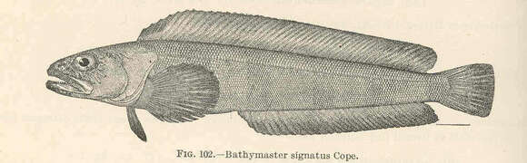 Image of Bathymaster