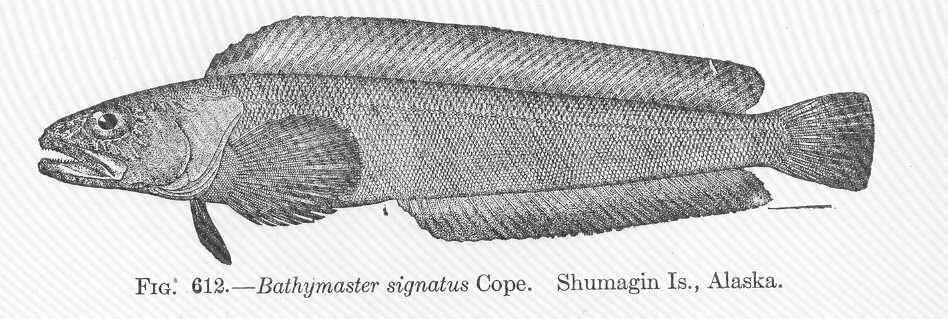 Image de Bathymasteridae