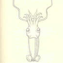 Image de Bathyteuthis abyssicola Hoyle 1885