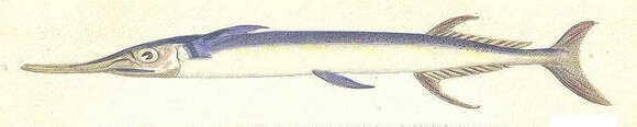 Image of needlefish