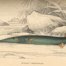Image of Potamorrhaphis guianensis (Jardine 1843)