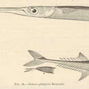 Image of Annobon keel tail needlefish