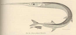 Image of Keeltail Needlefish