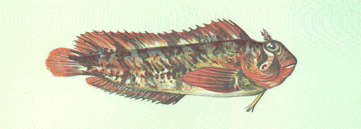 Image of Vertebrata