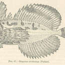 Image of Little dragon sculpin