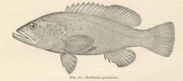 Image of Dicentrarchus