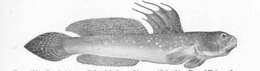 Image de Oxudercinae