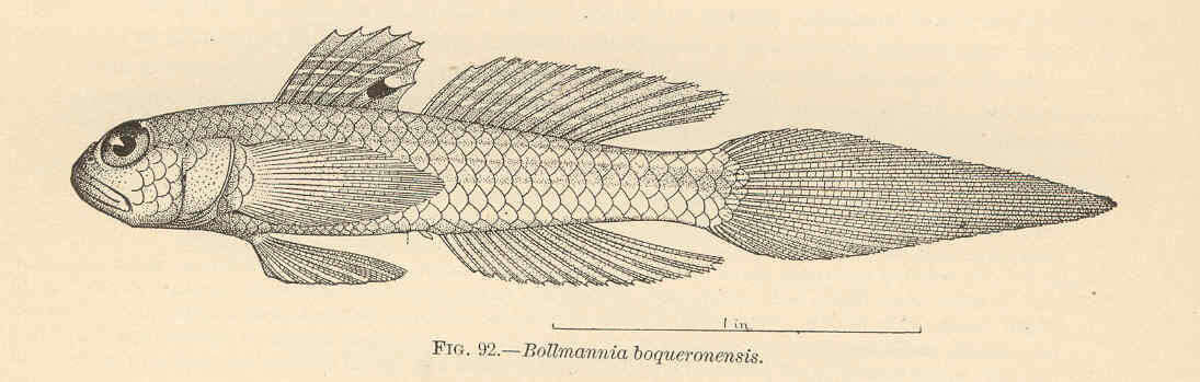 Image of Bollmannia