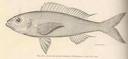 Image of Pristipomoides