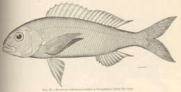 Image of Pristipomoides