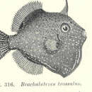 Image of Pigmy Leatherjacket