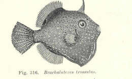 Image of Brachaluteres