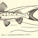 Слика од Brachyplatystoma filamentosum (Lichtenstein 1819)