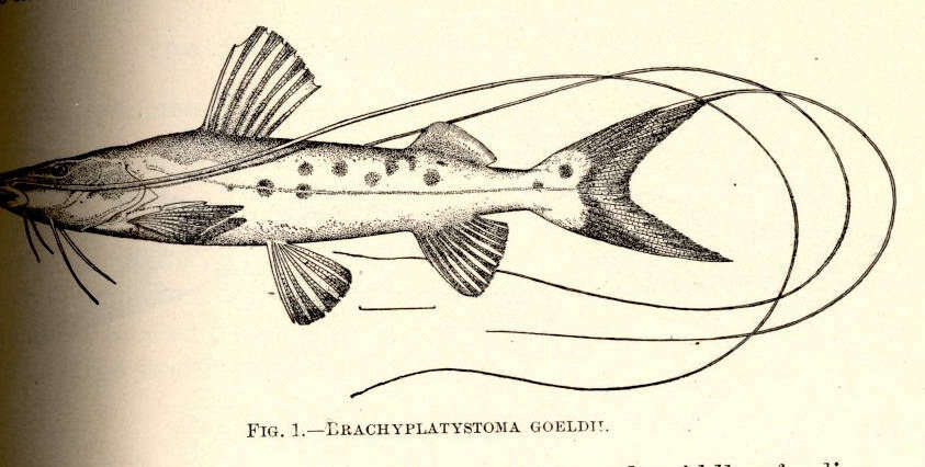 Image of Brachyplatystoma
