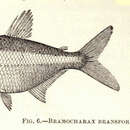 Image of Bramocharax