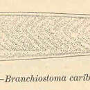 Sivun Branchiostoma caribaeum Sundevall 1853 kuva