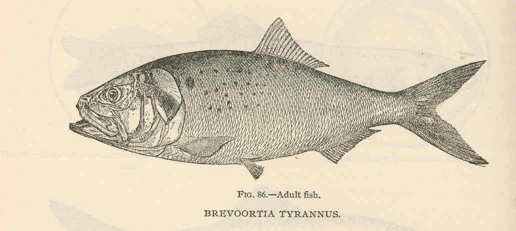 Image of Brevoortia