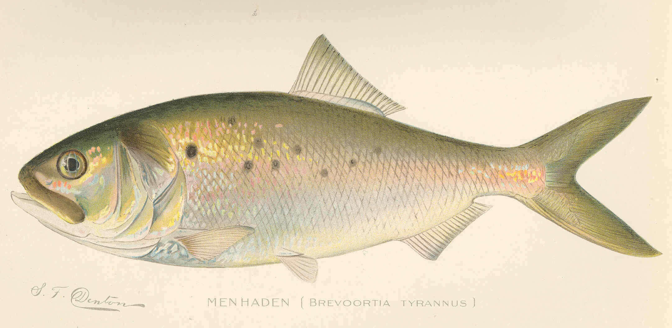 Image of Brevoortia