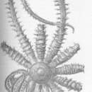 Image of Hymenodiscus coronata (Sars 1871)