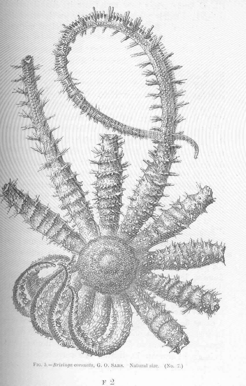 Image of Hymenodiscus Perrier 1884