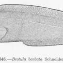 Image of Atlantic Bearded Brotula