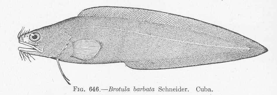 Image of Brotula