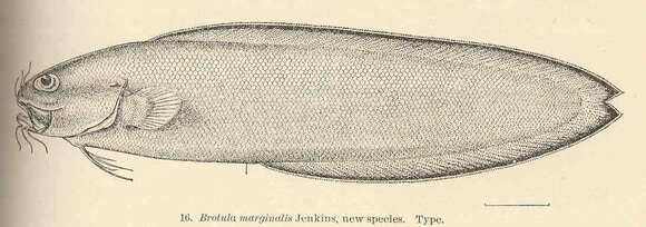 Plancia ëd Brotula