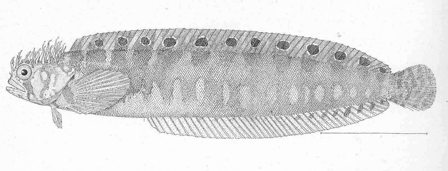 Image of Chirolophis