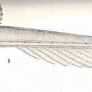 扁翼丘頭鯰的圖片