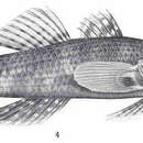 Image of Ambon gudgeon