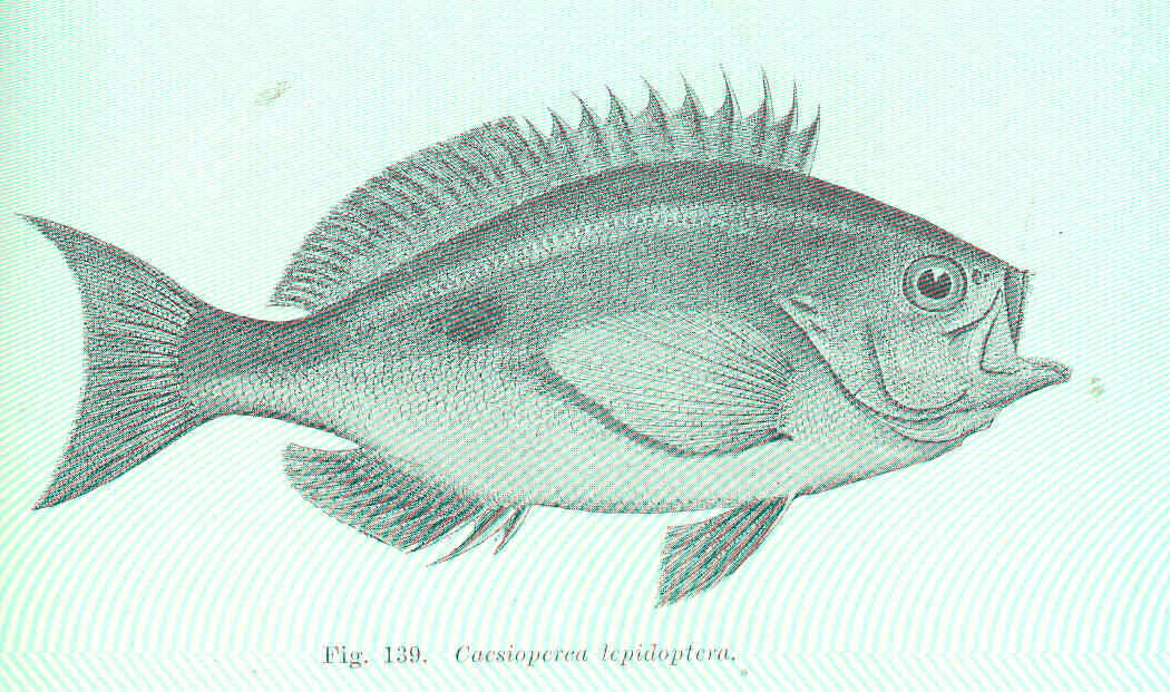 Image of Caesioperca