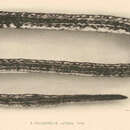 Image of Freckled snake eel