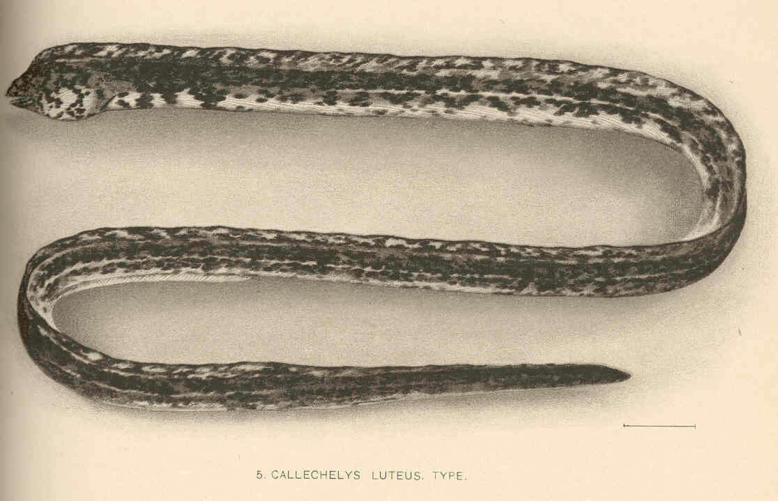 Image of Callechelys