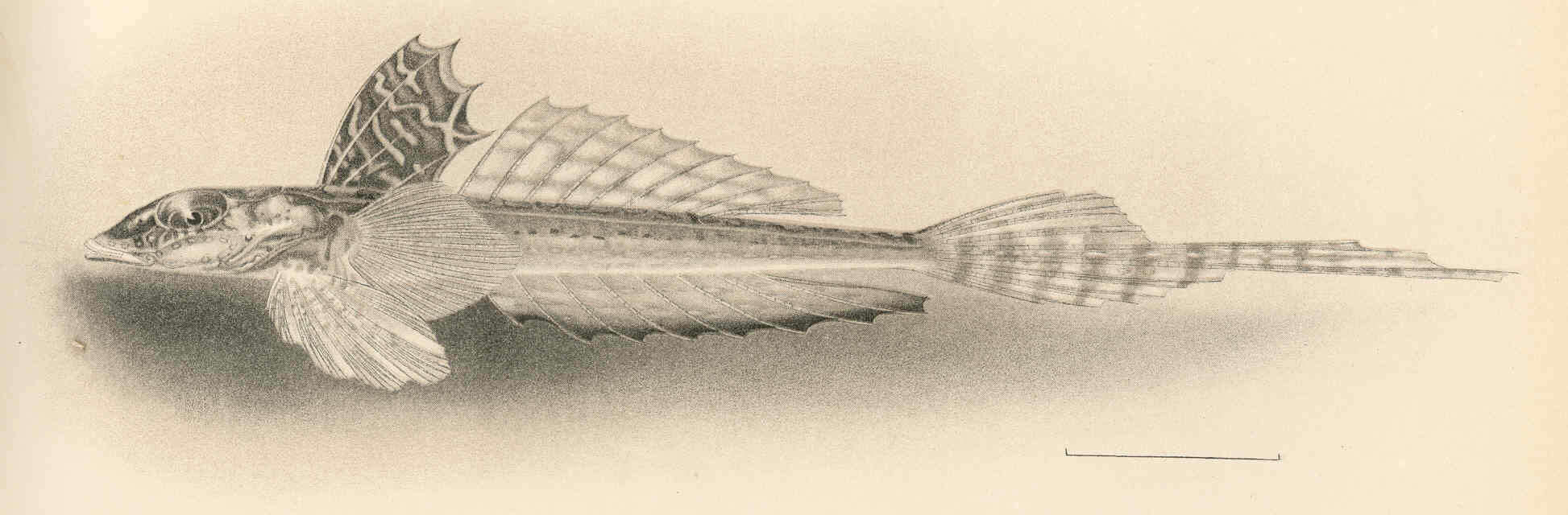 Image of dragonets