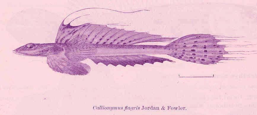 Слика од Callionymus valenciennei Temminck & Schlegel 1845