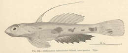 Слика од Synchiropus rubrovinctus (Gilbert 1905)