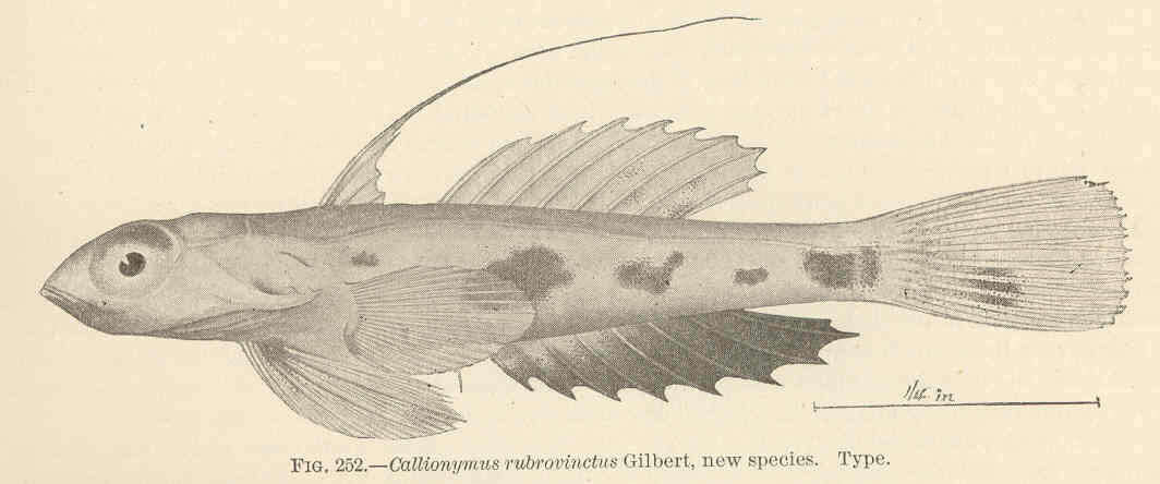 Sivun Synchiropus rubrovinctus (Gilbert 1905) kuva