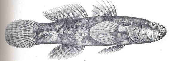 Image of Callogobius