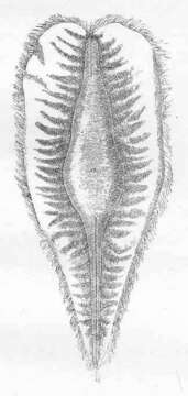 Image of plownose chimaeras