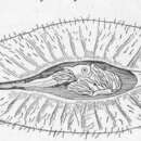 Imagem de Callorhinchus capensis Duméril 1865