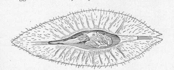 Image of Callorhinchus