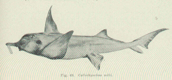 Image of Callorhinchus