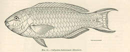 Image of Batavian Parrotfish