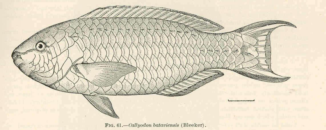 Image of Batavian Parrotfish