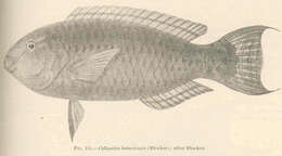 Image of Batavian Parrotfish